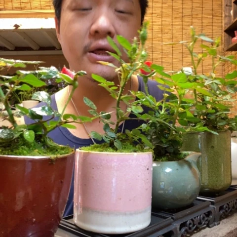 红陶四方托盘越南小姑娘一盆器型随缘带盆发货