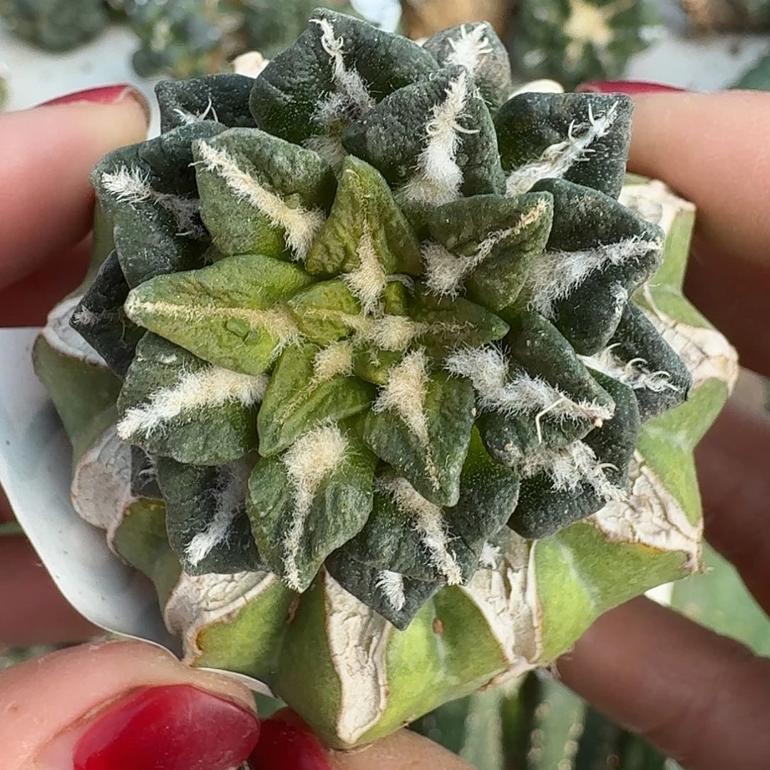 无花朵黑牡丹锦720