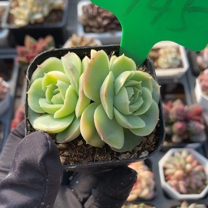 945虾饺多肉植物保护