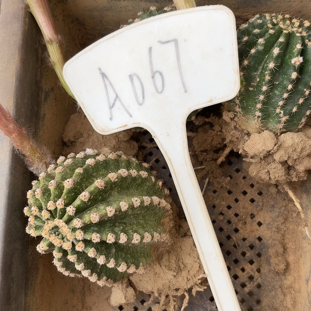 诗***云A067,50-6，嫣然，江南13