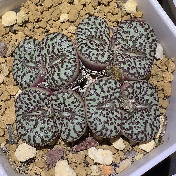 精品多肉植物霓虹安贞