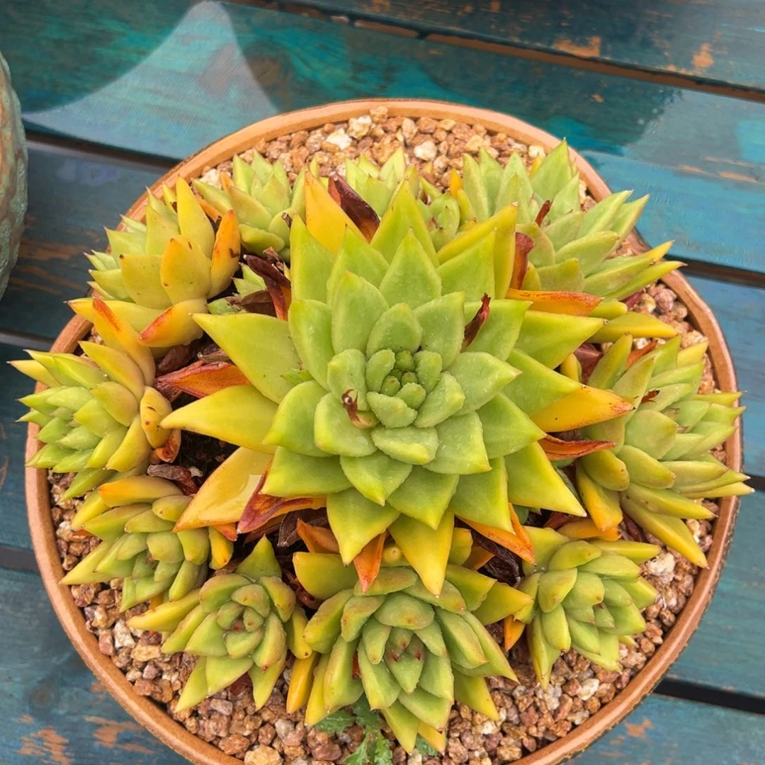 从前慢多肉精选编号0519.独岛