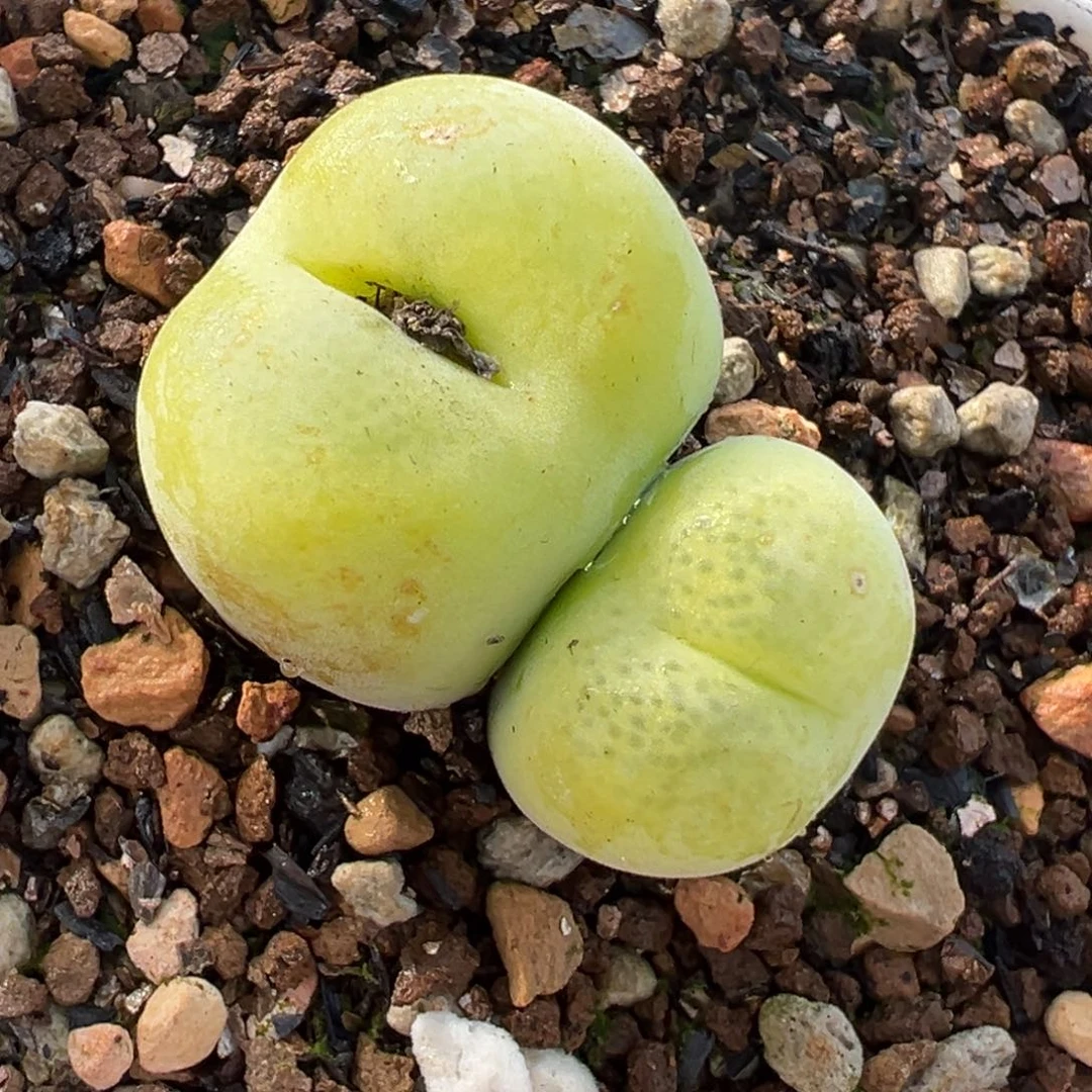 541多肉植物种类多样