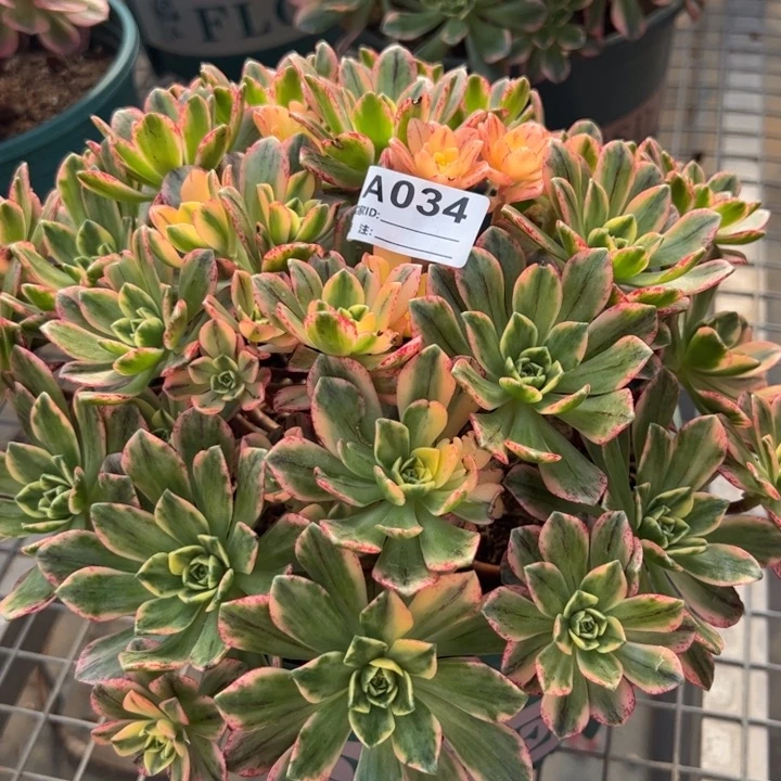 034甜茶22厘米左右