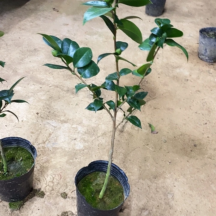 无花朵维和之容。