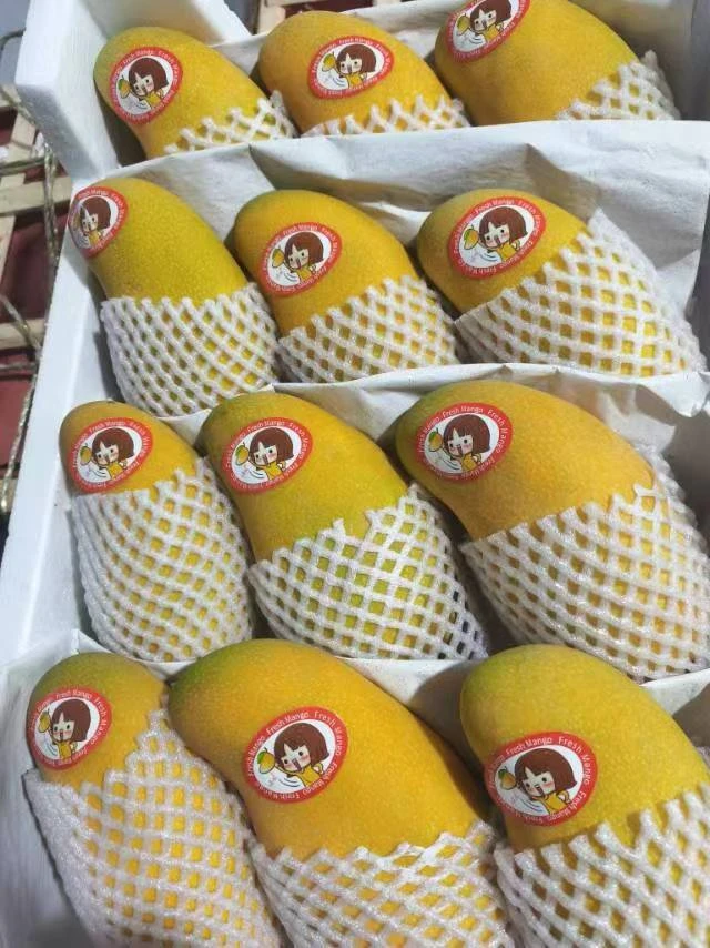 【海南水仙芒】海南水仙芒2大果个约3斤山西省内包邮