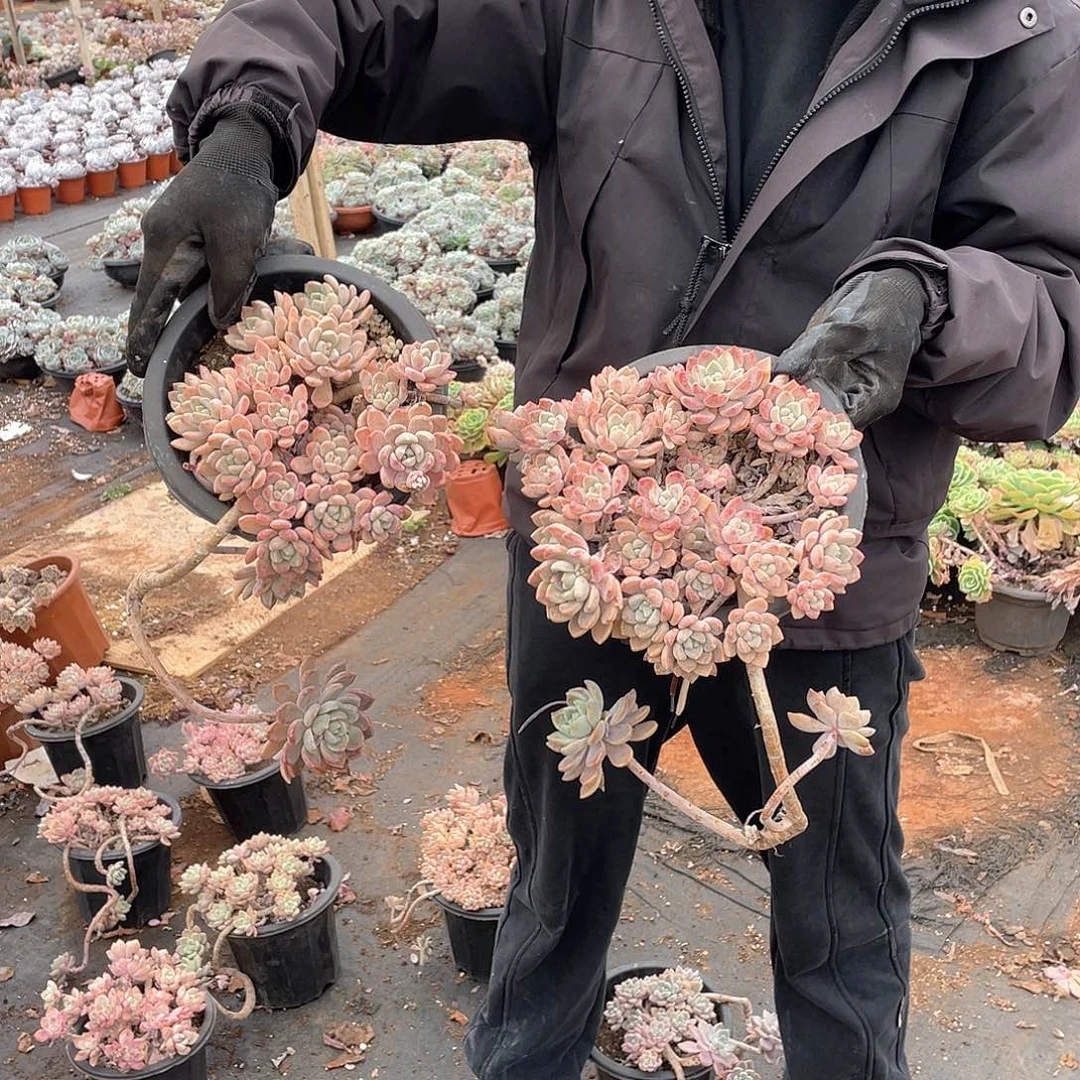 克洛伊12.8米 量拍多肉