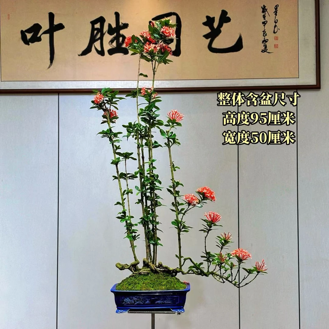 【叶胜园艺】精品 丛林款龙船花 盆景