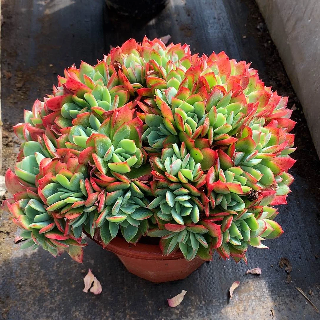 绮罗仙子一一物一拍11-69