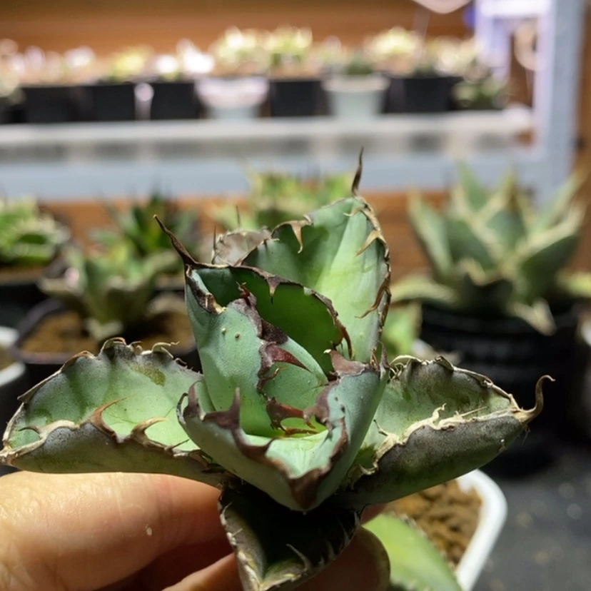 【闪购商品】蓝鲸顶芽