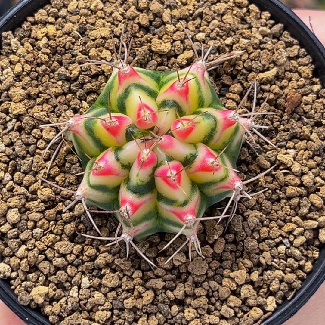 白花田 米哈仙人球