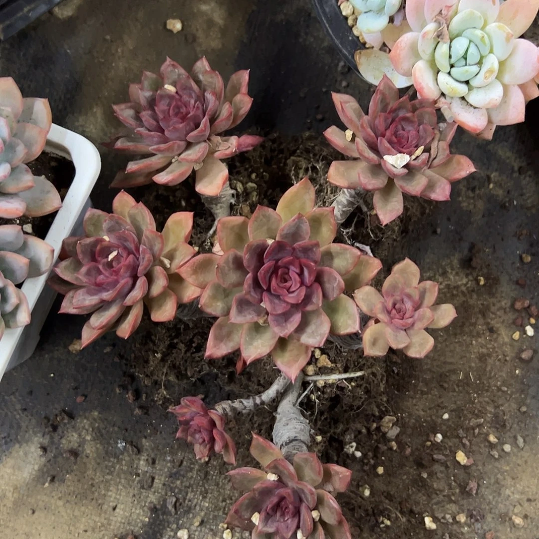 红玫瑰98 零零多肉植物