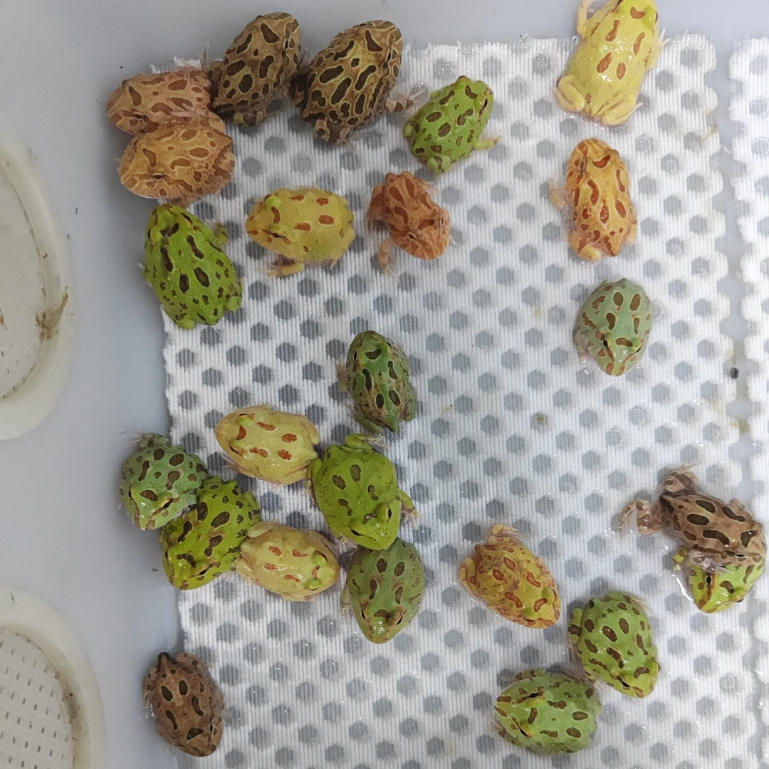 【直播间任选】凭24小时开箱视频售后  活体不退不换