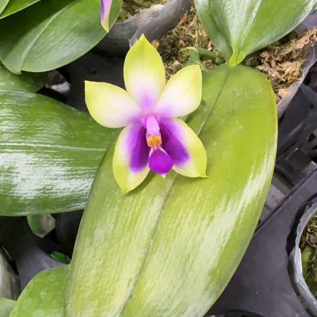 完全开放火贝蝴蝶兰