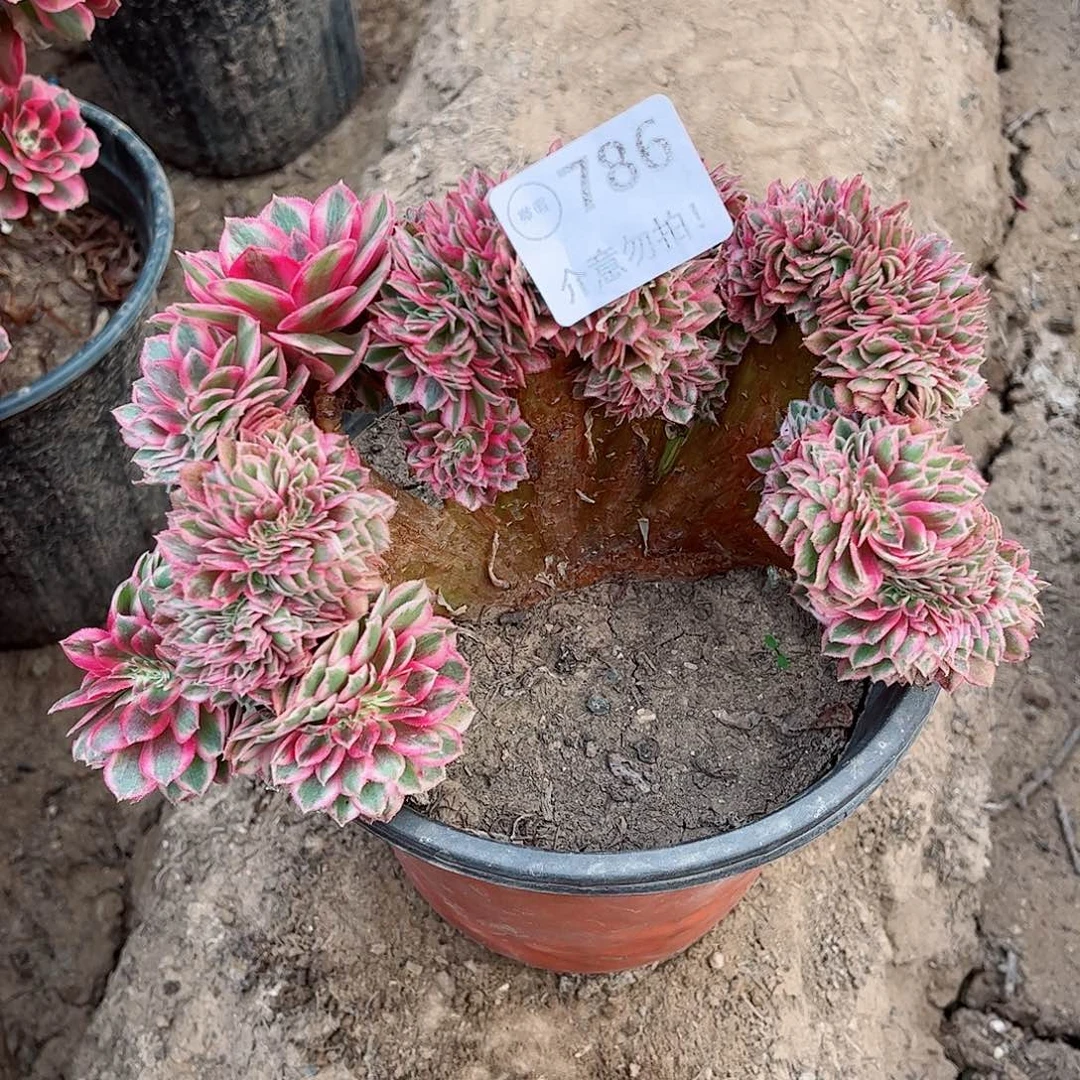 无花朵薇****饰多肉植物786