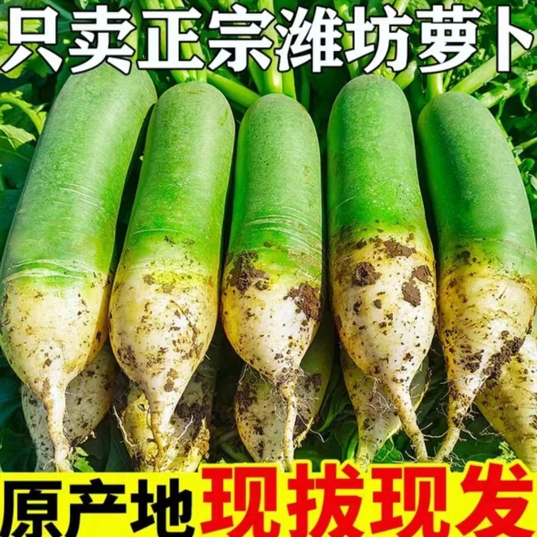 山东潍坊水果萝卜产地直发生吃脆甜微辣5-6斤包邮