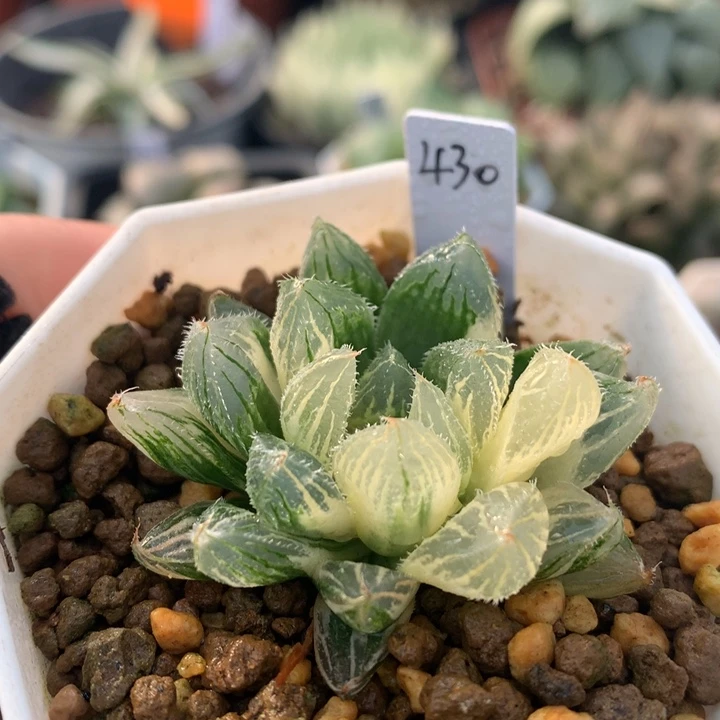 白泽毛玉露锦，带盆发货