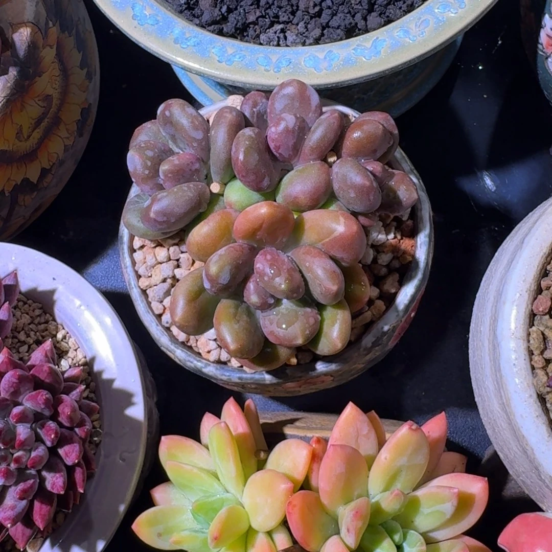芒果奶 4头 一物一拍