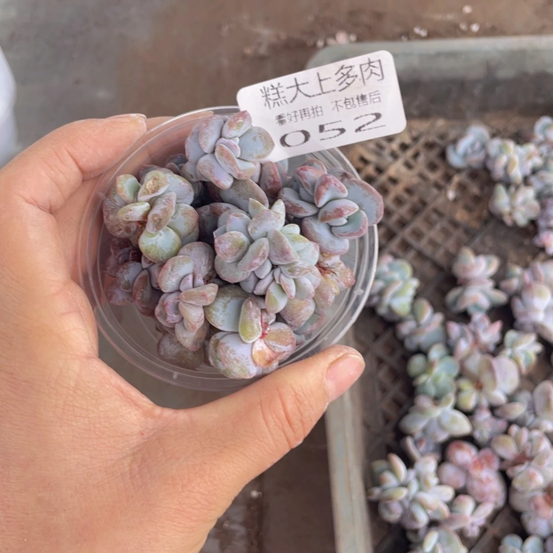 糕大上多肉植物052