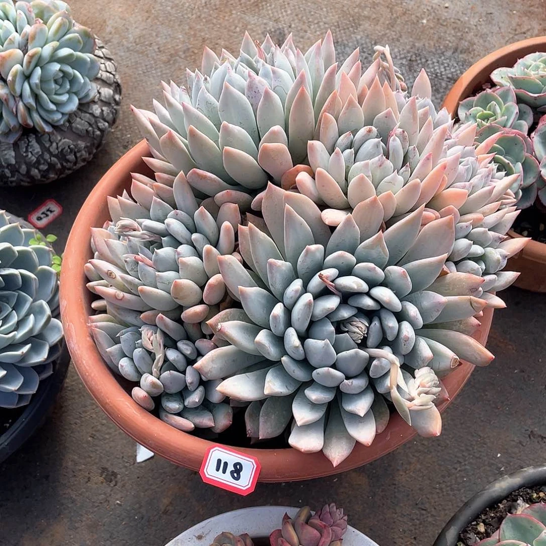 118胖美人 一物一拍多肉