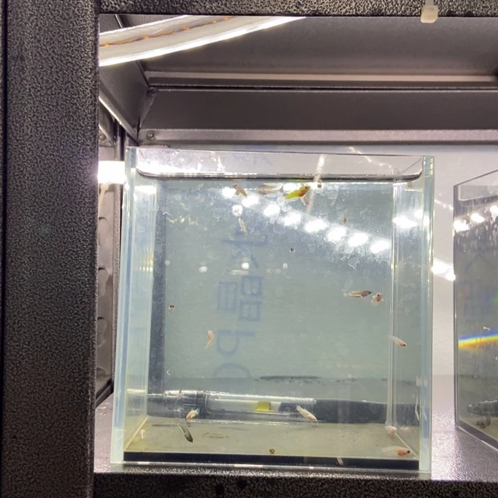 斗鱼包活不包损所见即所得293