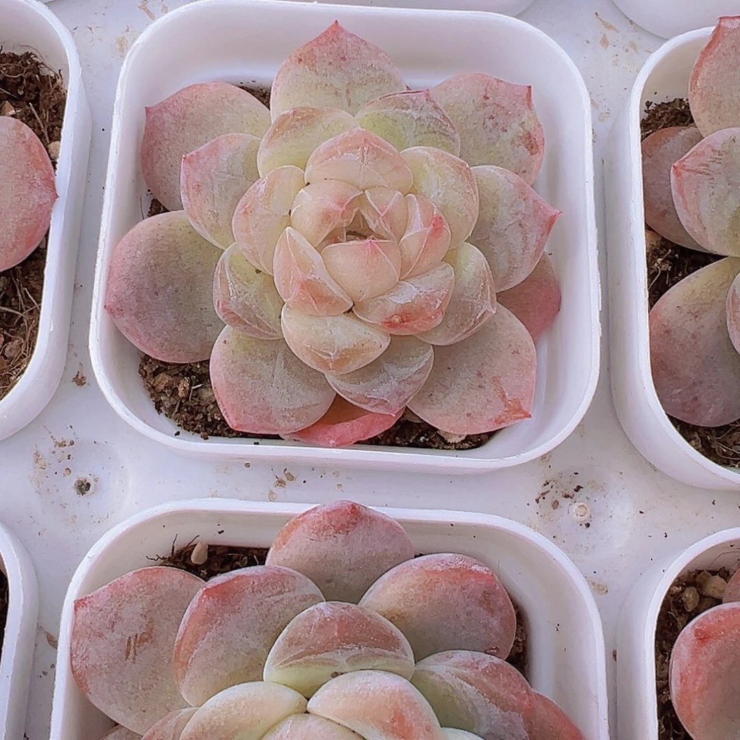 黛玉冰魄19包邮多肉