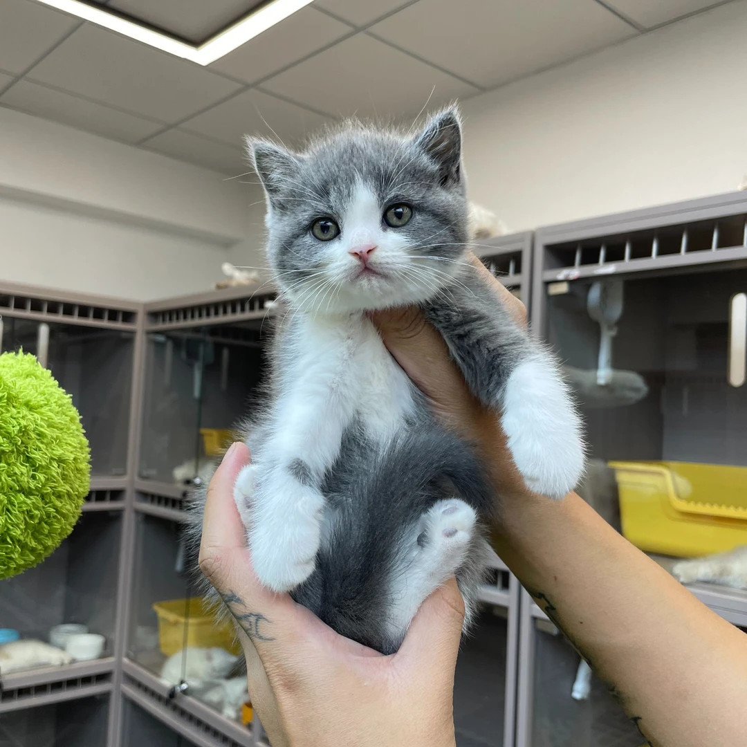 大嘴精品猫【蓝白短毛妹妹】