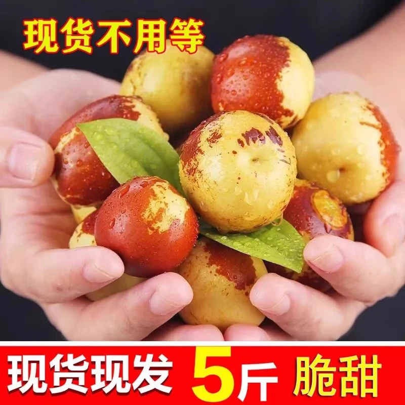 (现货速发)冰糖冬枣5斤现摘新鲜当季水果产地直发 甜脆青枣鲜枣