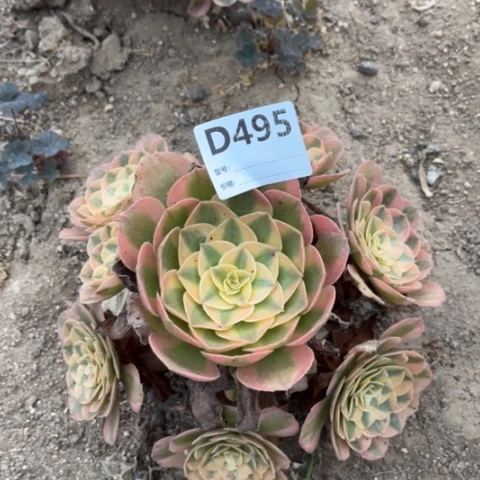 多肉植物火龙果捧花