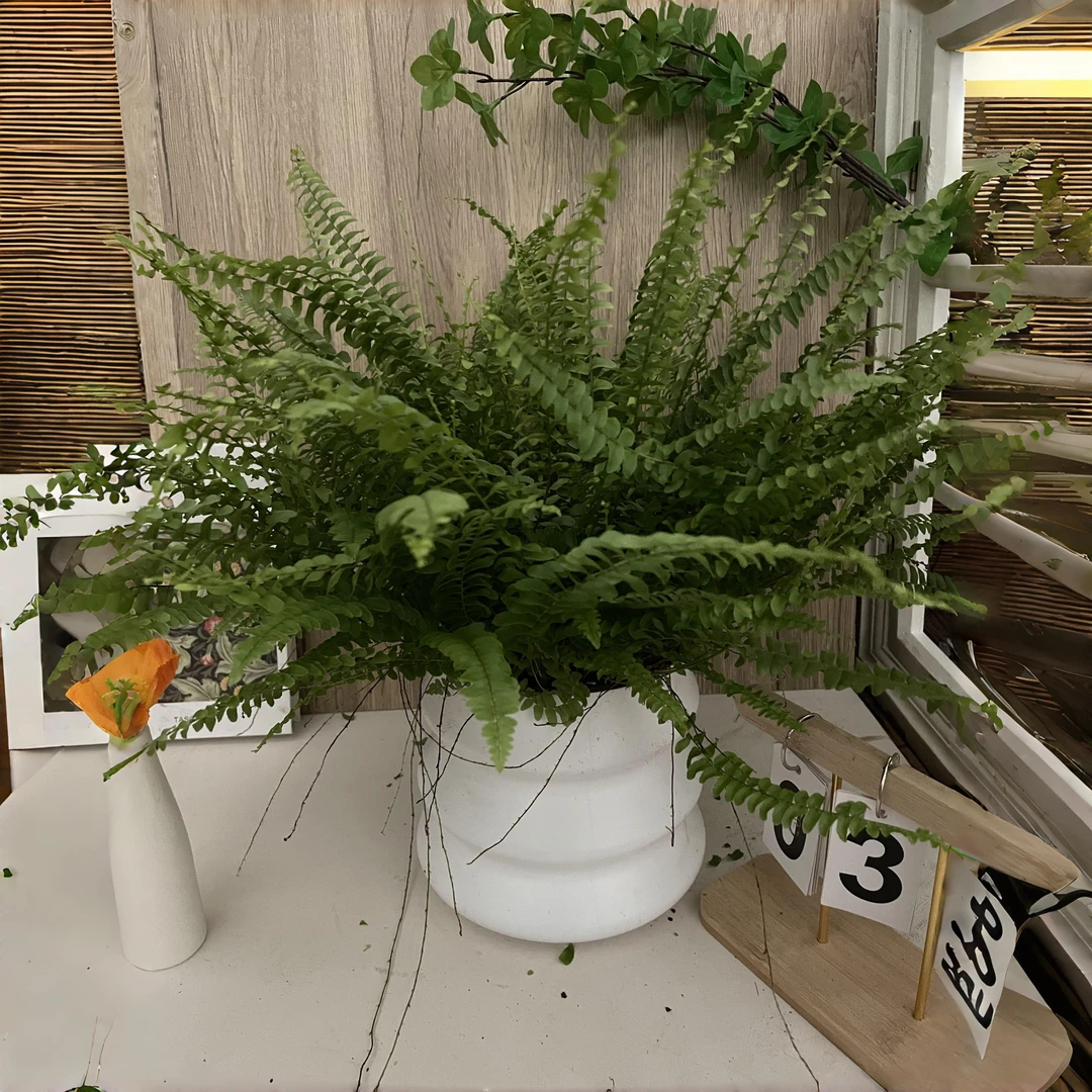 波斯顿蕨盆栽四季常青耐阴好养可水培净化空气室内绿植