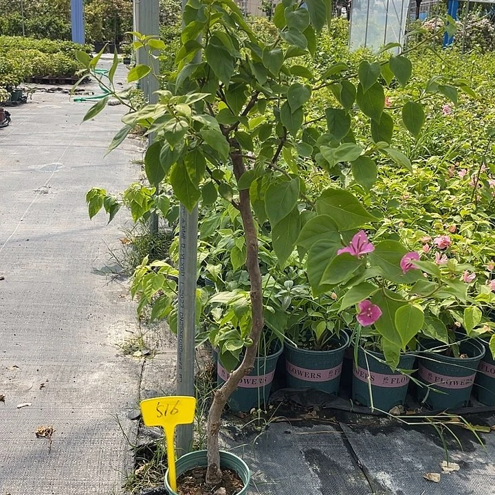 当前无花栽培后可以开花516章红樱原生扦插