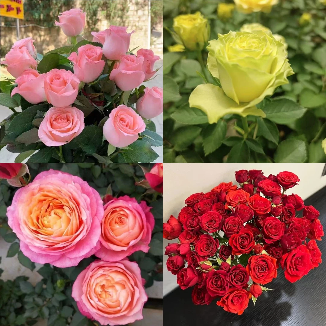 品种苗4盆组和阳台庭院 盆栽勤花植物庭院阳台灌木玫瑰花卉植物