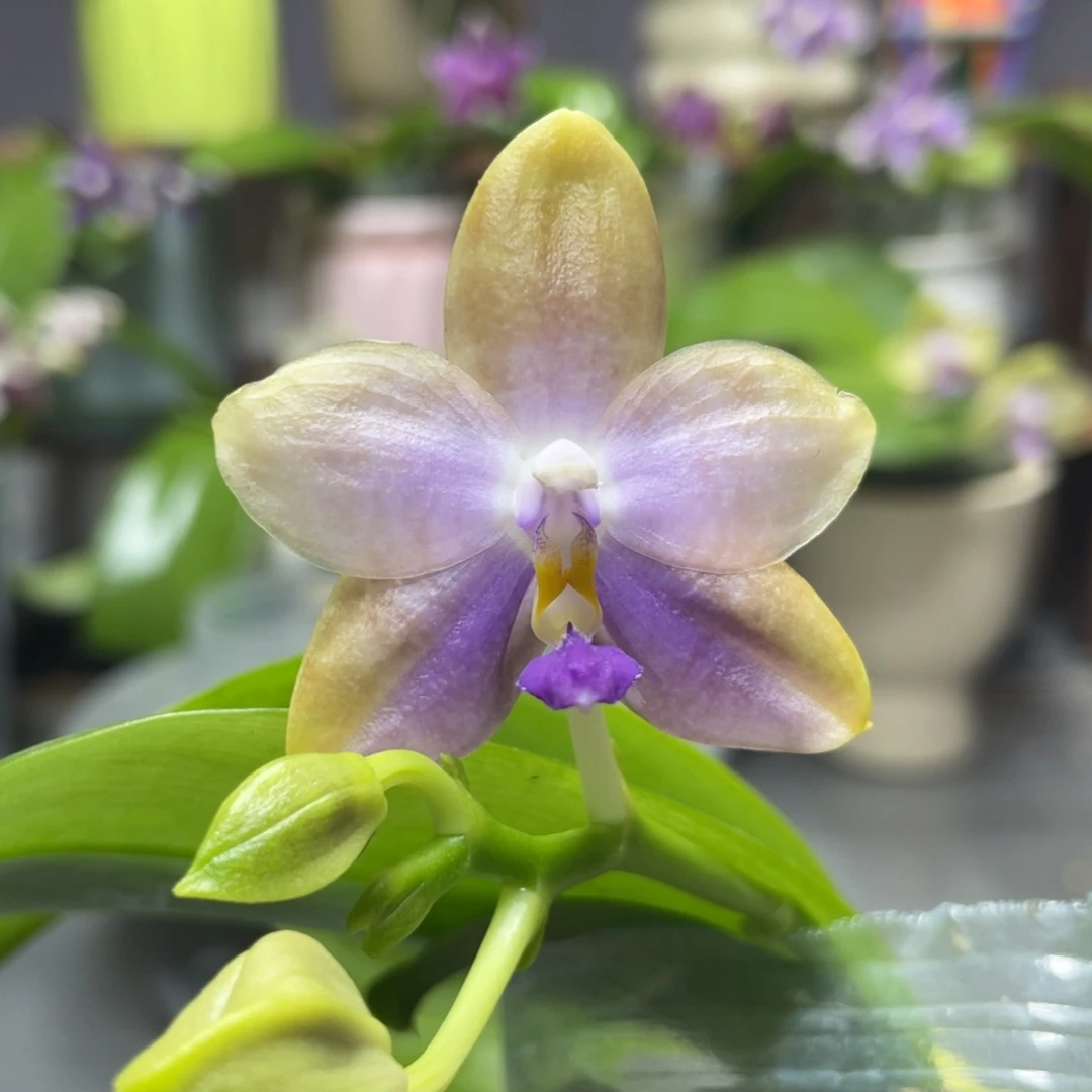 完全开放YW08，2.5杯开花株