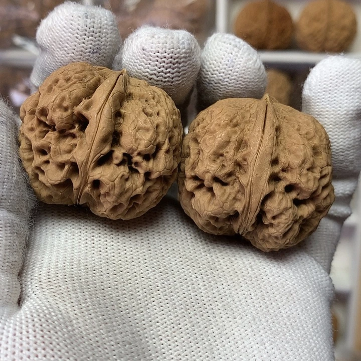 核桃37尺小肉球20号