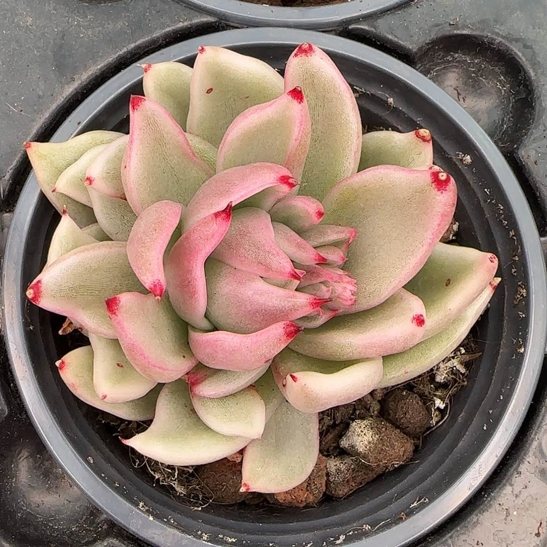 从前慢甄选多肉编号怪兽锦