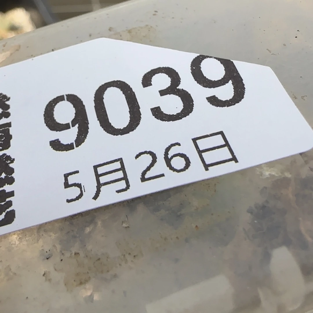 L****?5.26。生石花 2。9039