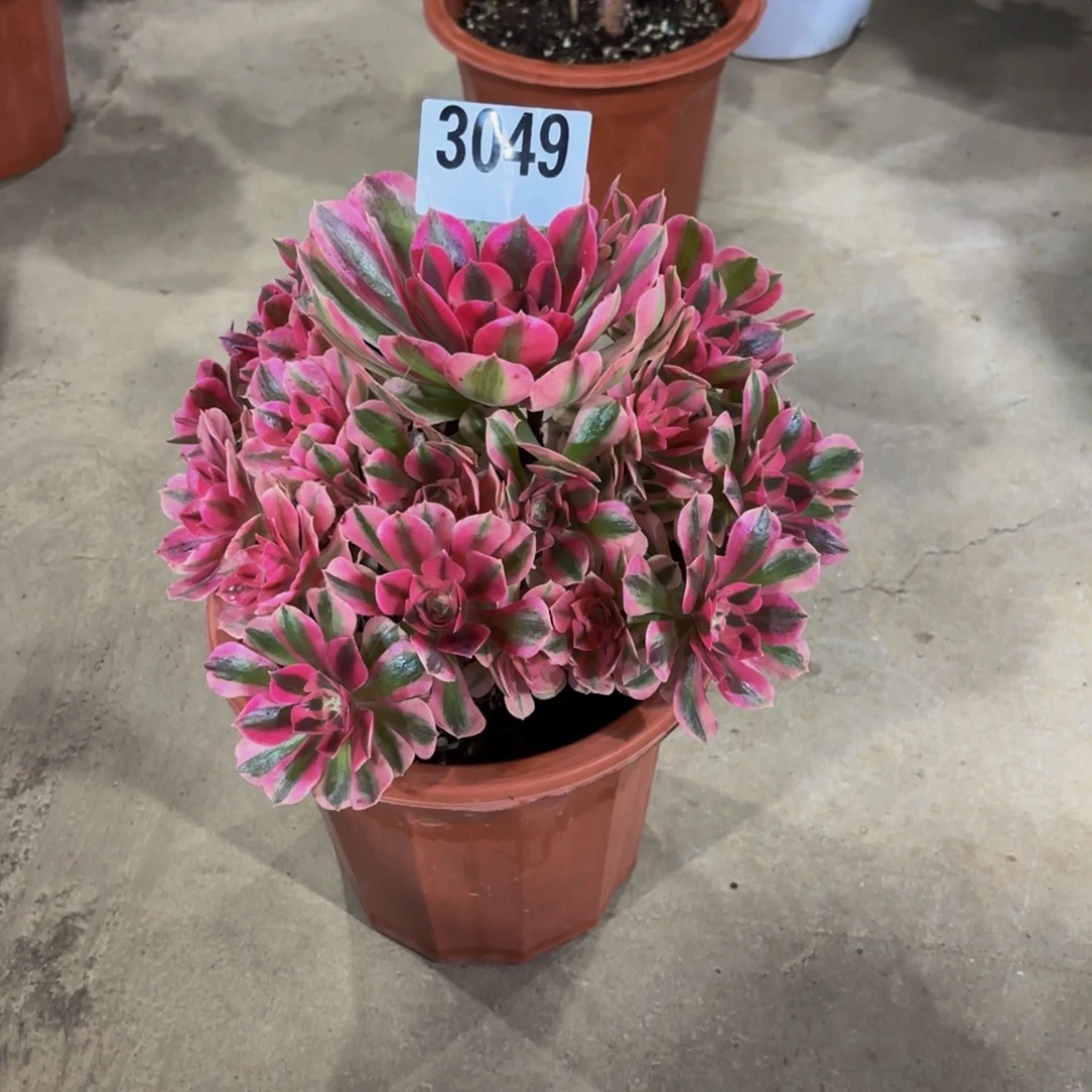 无花朵3049粉女巫111111