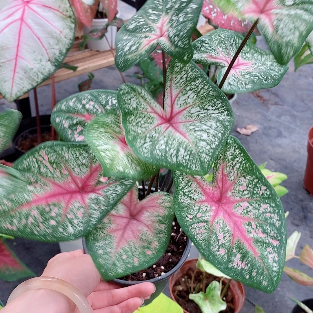 无花朵小精灵1296