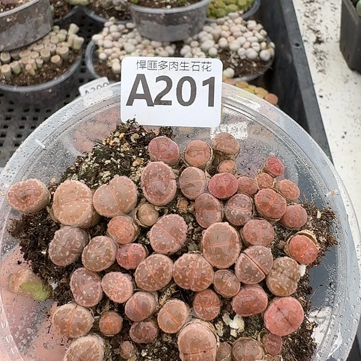 201多肉植物多肉植物