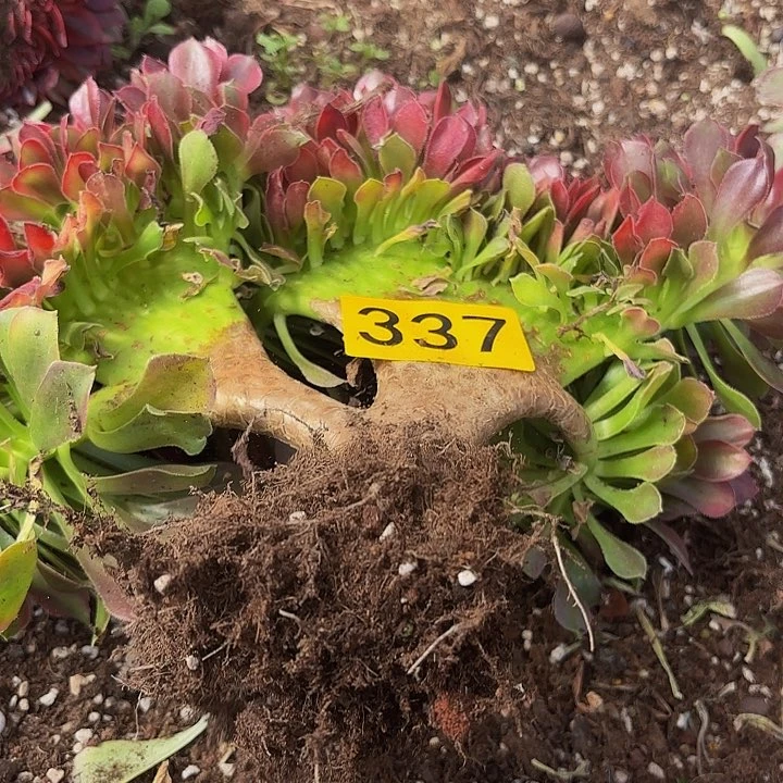 多肉植物福利来337