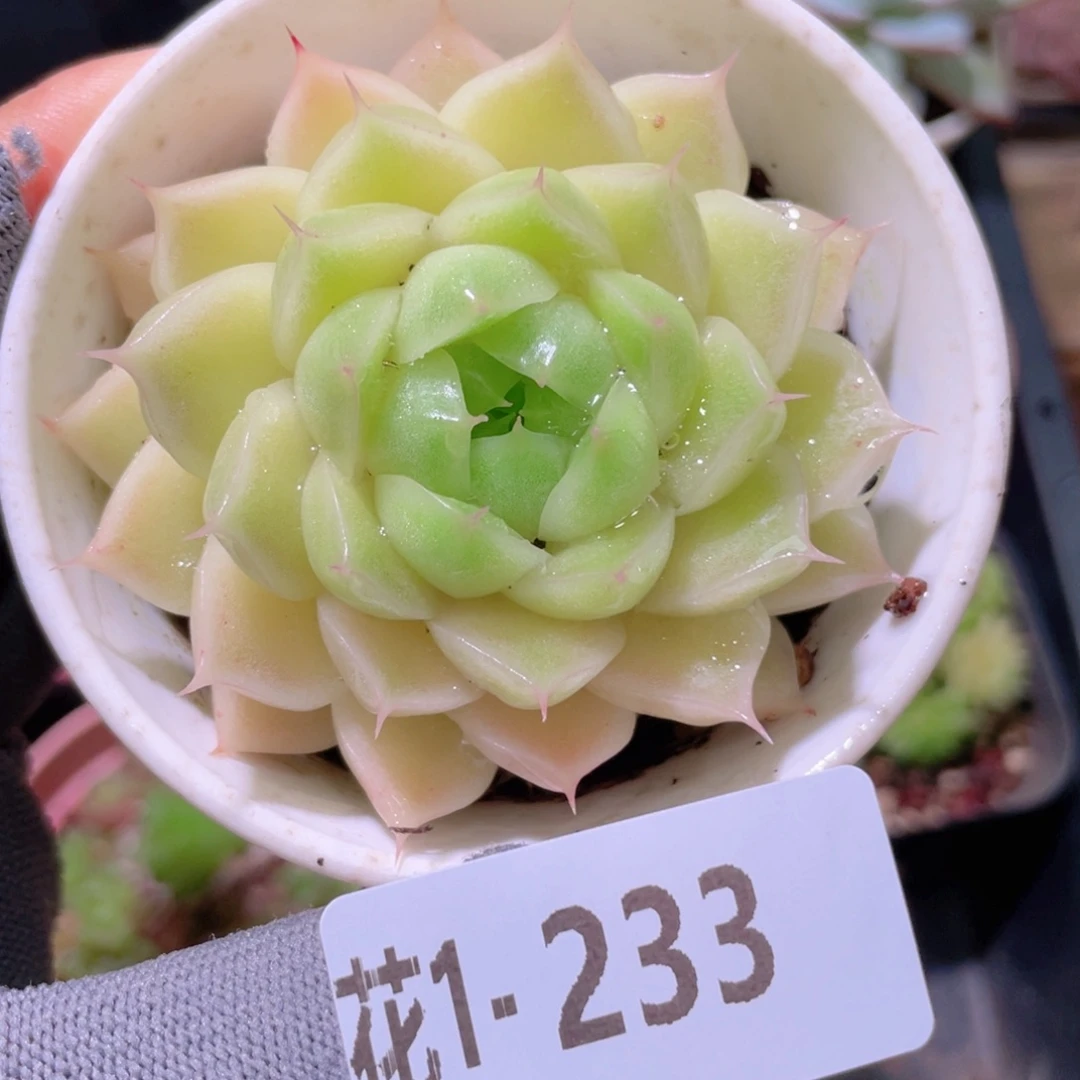 花利美 1-233麦秆