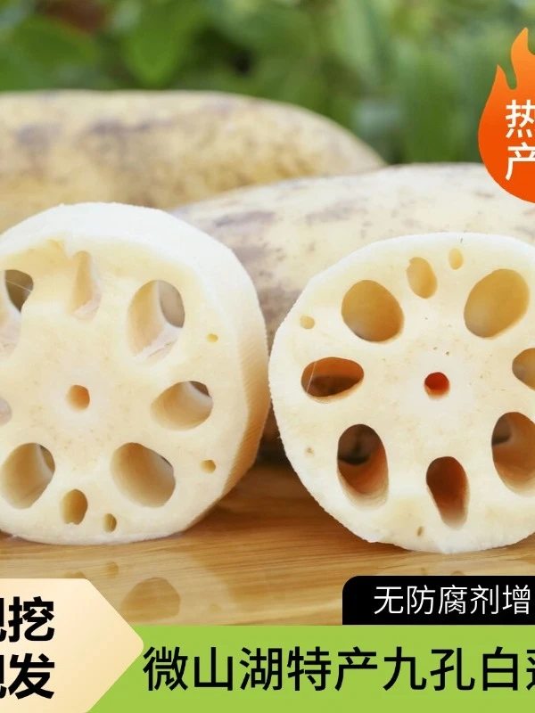 脆藕 微山湖特产九孔白莲藕 现挖现发