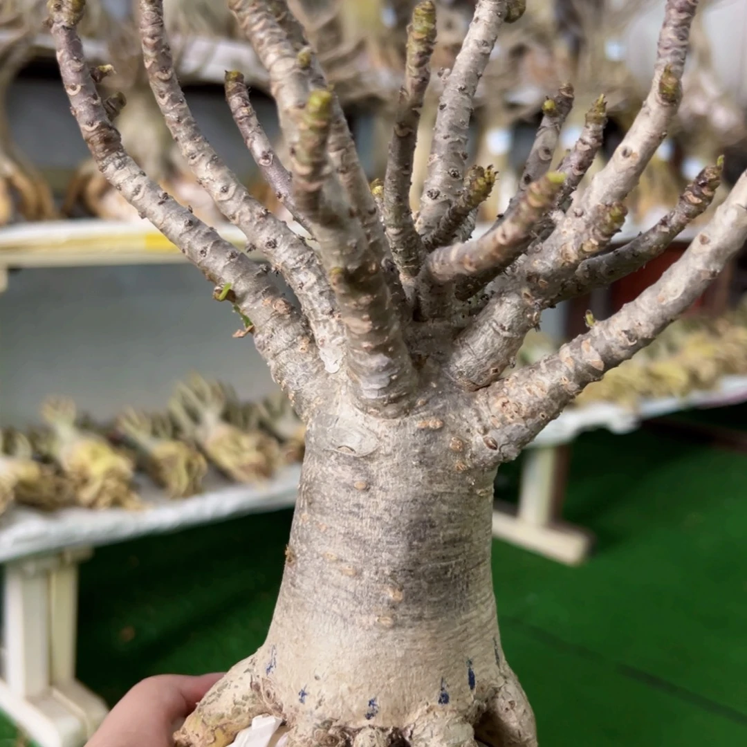 进口泰沙 爆花黑皮八爪沙漠玫瑰
