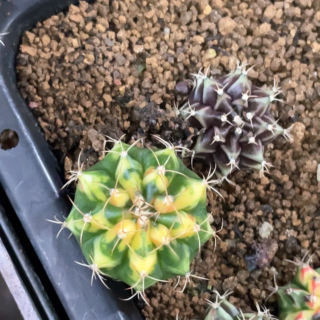 无花朵泰系神品侧，黄虎斑