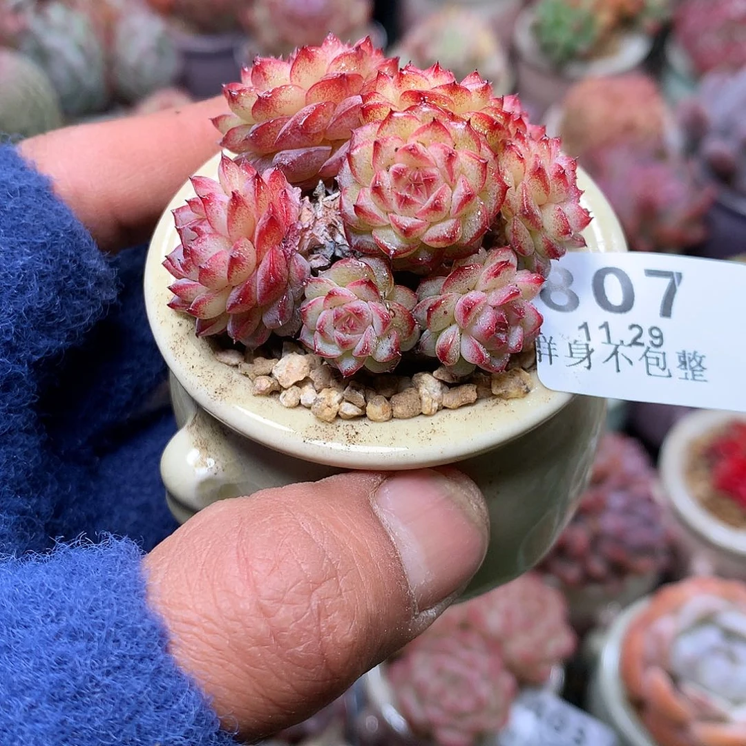 精控拇指盆11.29807