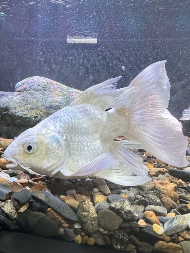 纯种白蝴蝶锦鲤观赏鱼24-26公分大鳍大尾