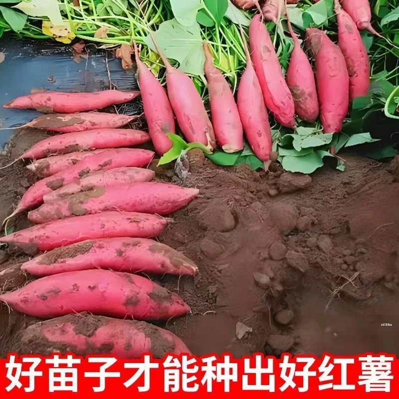 〖新疆专场〗红皮红薯秧苗带根发货