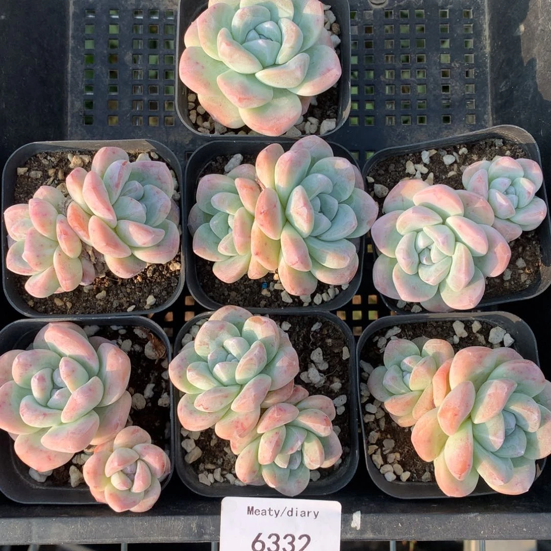 6332七棵冰玉带盆包邮