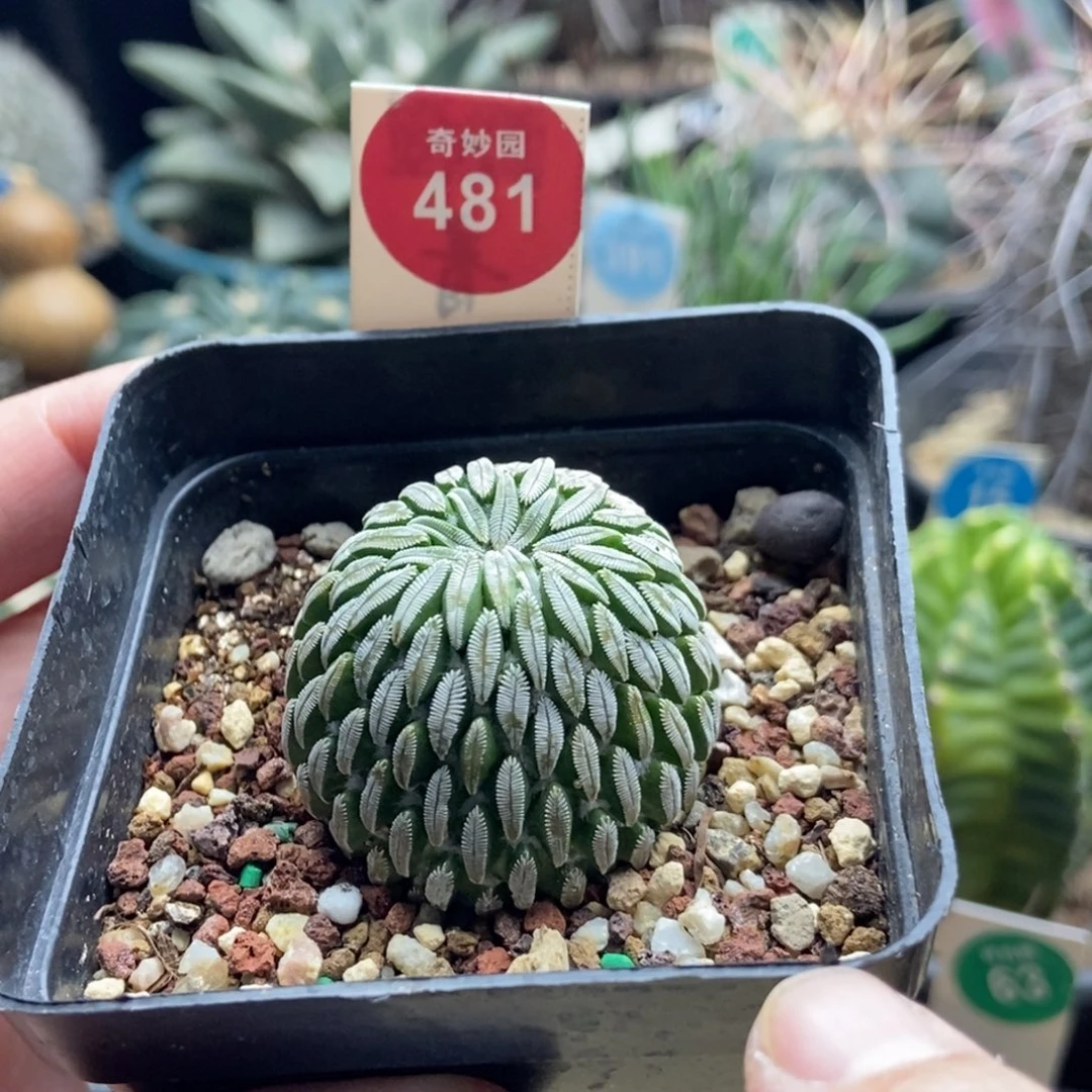 自根精巧丸3.5cm一棵仙人球