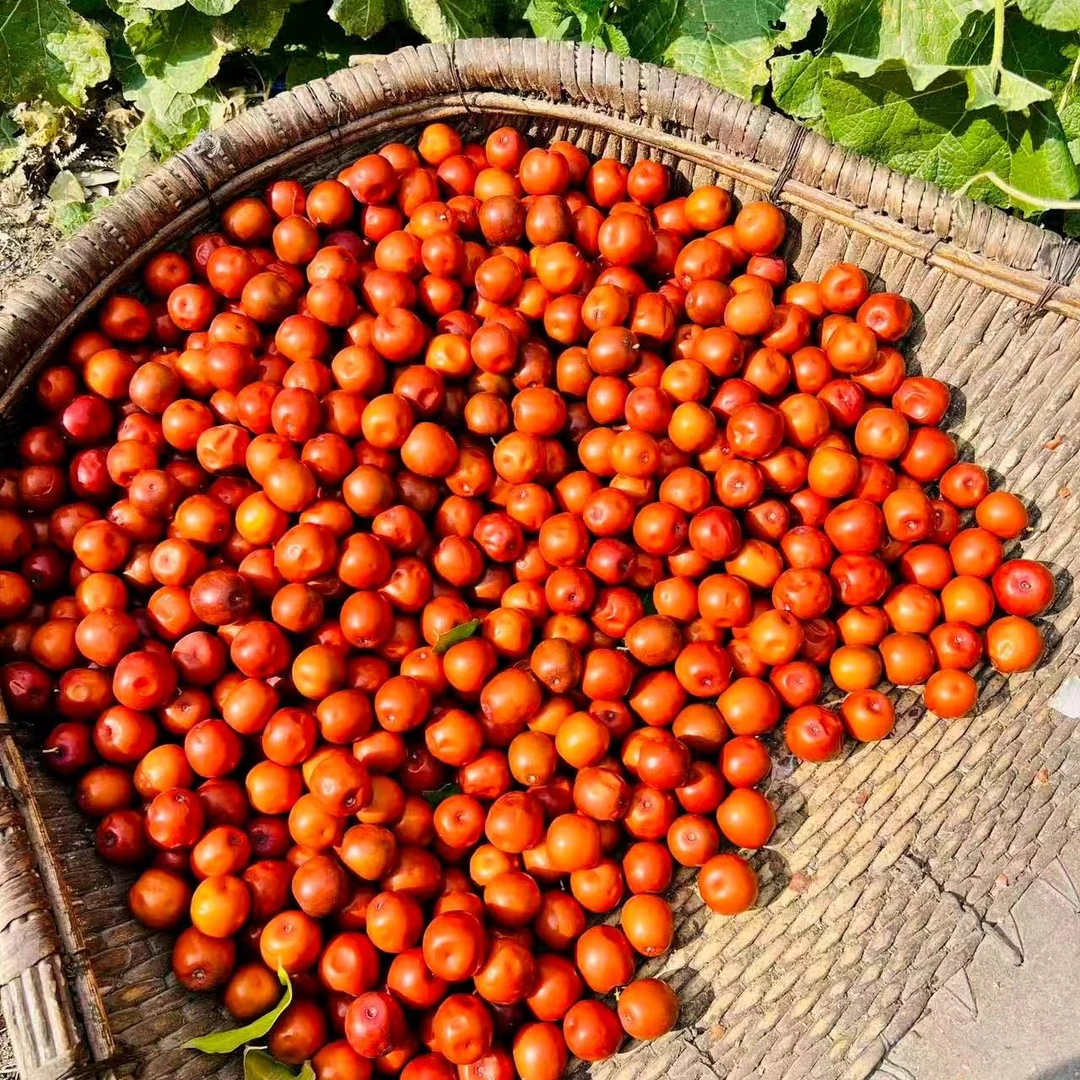 东北酸枣新鲜采摘酸枣大山枣软枣干枣酸甜树熟酸枣